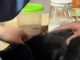 Personal municipal realizando catastro e implantación de microchip a mascotas en Villa El Salar