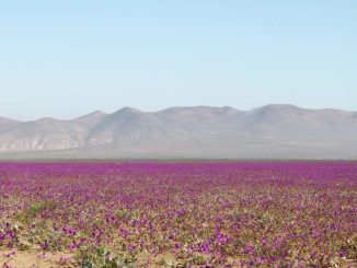 Paisaje del Desierto Florido en el norte de Chile con instalaciones de paneles fotovoltaicos a la distancia