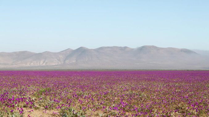 Paisaje del Desierto Florido en el norte de Chile con instalaciones de paneles fotovoltaicos a la distancia