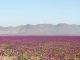 Paisaje del Desierto Florido en el norte de Chile con instalaciones de paneles fotovoltaicos a la distancia