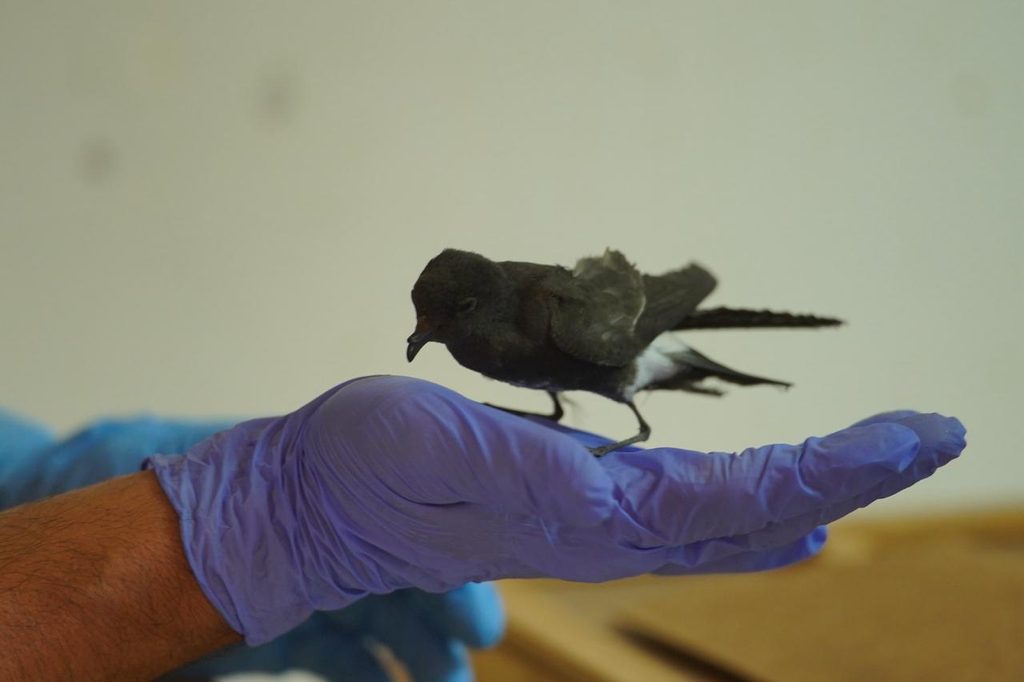 Liberación de aves marinas poco frecuentes por parte del Centro de Rescate de la Universidad de Antofagasta
