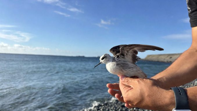 Liberación de aves marinas poco frecuentes por parte del Centro de Rescate de la Universidad de Antofagasta