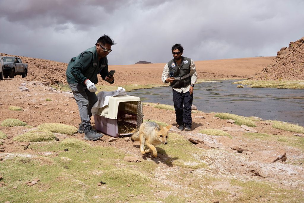 CENTRO DE RESCATE DE LA UA Y SAG REINSERTAN TRES ESPECIES SILVESTRES EN LA PRECORDILLERA DE ANTOFAGASTA Liberación de una vicuña juvenil y fauna silvestre en la precordillera de Antofagasta por el SAG y la Universidad de Antofagasta.
