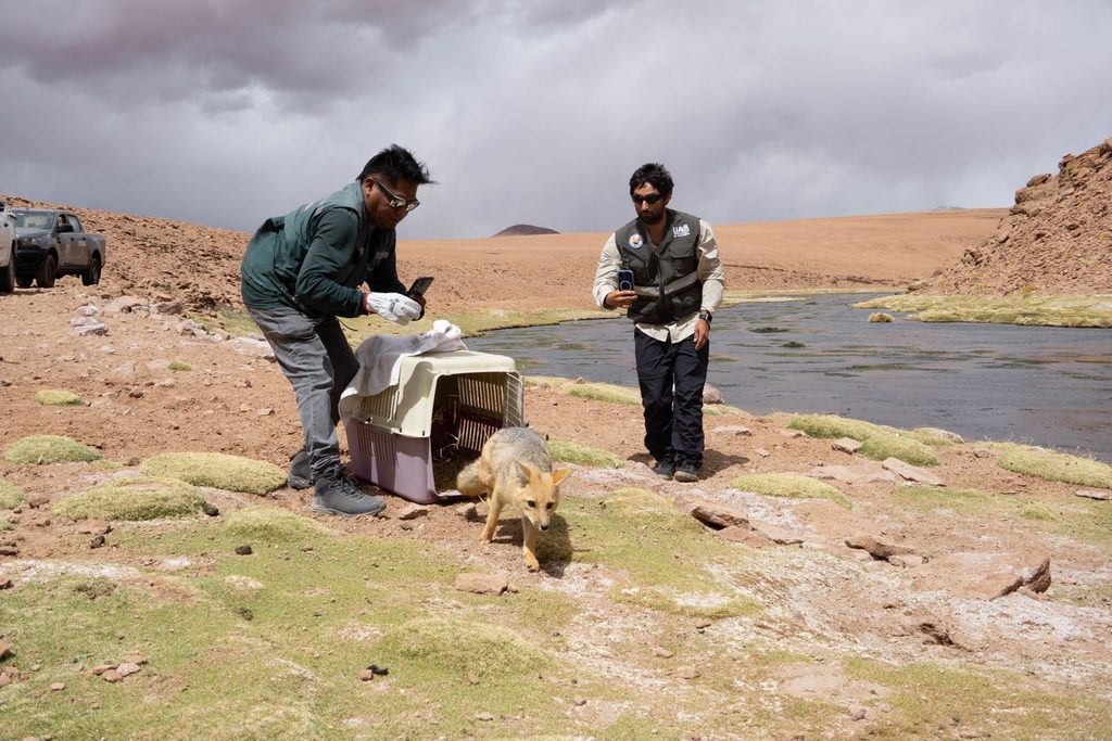 CENTRO DE RESCATE DE LA UA Y SAG REINSERTAN TRES ESPECIES SILVESTRES EN LA PRECORDILLERA DE ANTOFAGASTA Liberación de una vicuña juvenil y fauna silvestre en la precordillera de Antofagasta por el SAG y la Universidad de Antofagasta.