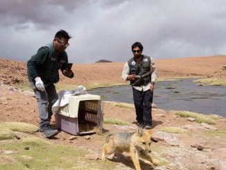 Liberación de una vicuña juvenil y fauna silvestre en la precordillera de Antofagasta por el SAG y la Universidad de Antofagasta.