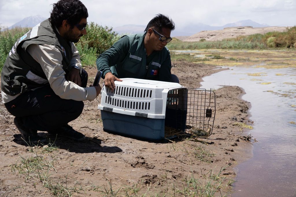 CENTRO DE RESCATE DE LA UA Y SAG REINSERTAN TRES ESPECIES SILVESTRES EN LA PRECORDILLERA DE ANTOFAGASTA Liberación de una vicuña juvenil y fauna silvestre en la precordillera de Antofagasta por el SAG y la Universidad de Antofagasta.