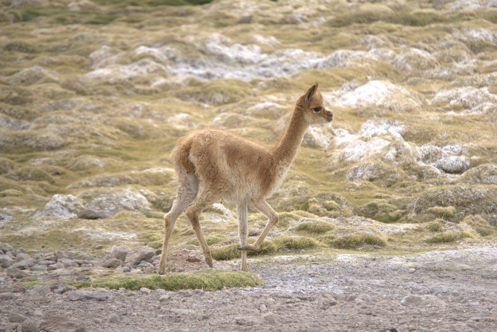 CENTRO DE RESCATE DE LA UA Y SAG REINSERTAN TRES ESPECIES SILVESTRES EN LA PRECORDILLERA DE ANTOFAGASTA Liberación de una vicuña juvenil y fauna silvestre en la precordillera de Antofagasta por el SAG y la Universidad de Antofagasta.