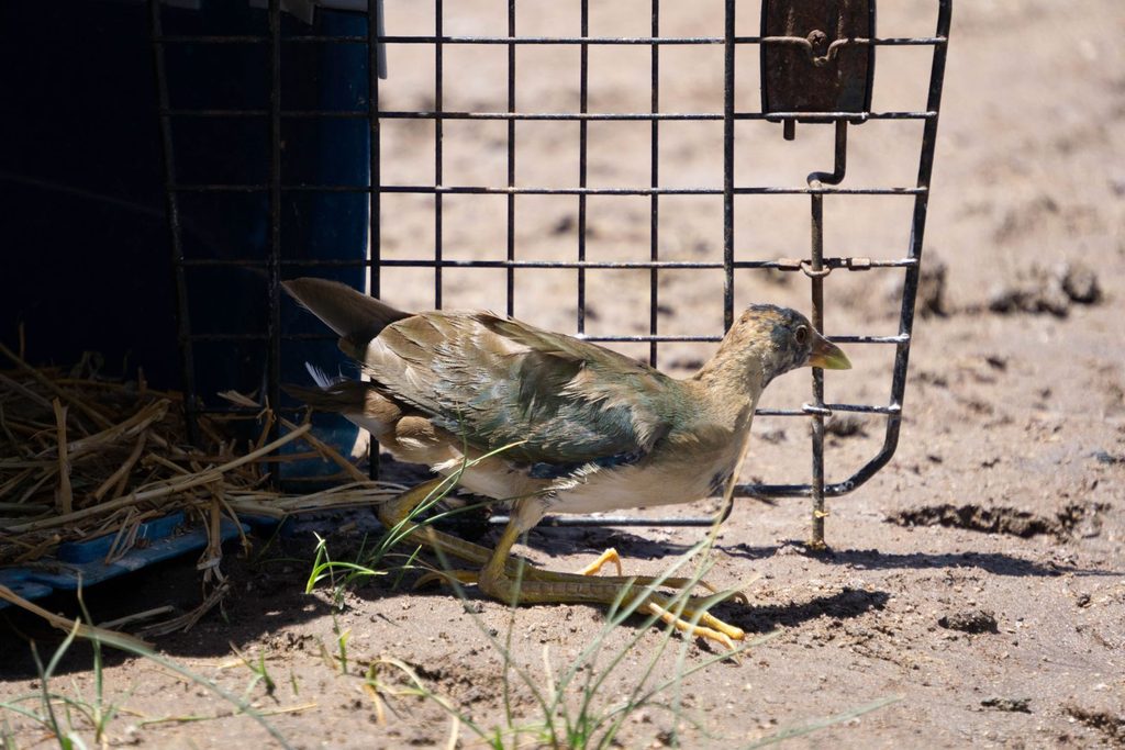 CENTRO DE RESCATE DE LA UA Y SAG REINSERTAN TRES ESPECIES SILVESTRES EN LA PRECORDILLERA DE ANTOFAGASTA Liberación de una vicuña juvenil y fauna silvestre en la precordillera de Antofagasta por el SAG y la Universidad de Antofagasta.