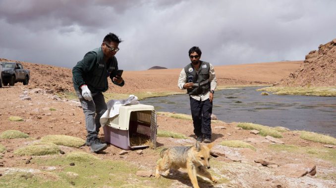 Liberación de una vicuña juvenil y fauna silvestre en la precordillera de Antofagasta por el SAG y la Universidad de Antofagasta.