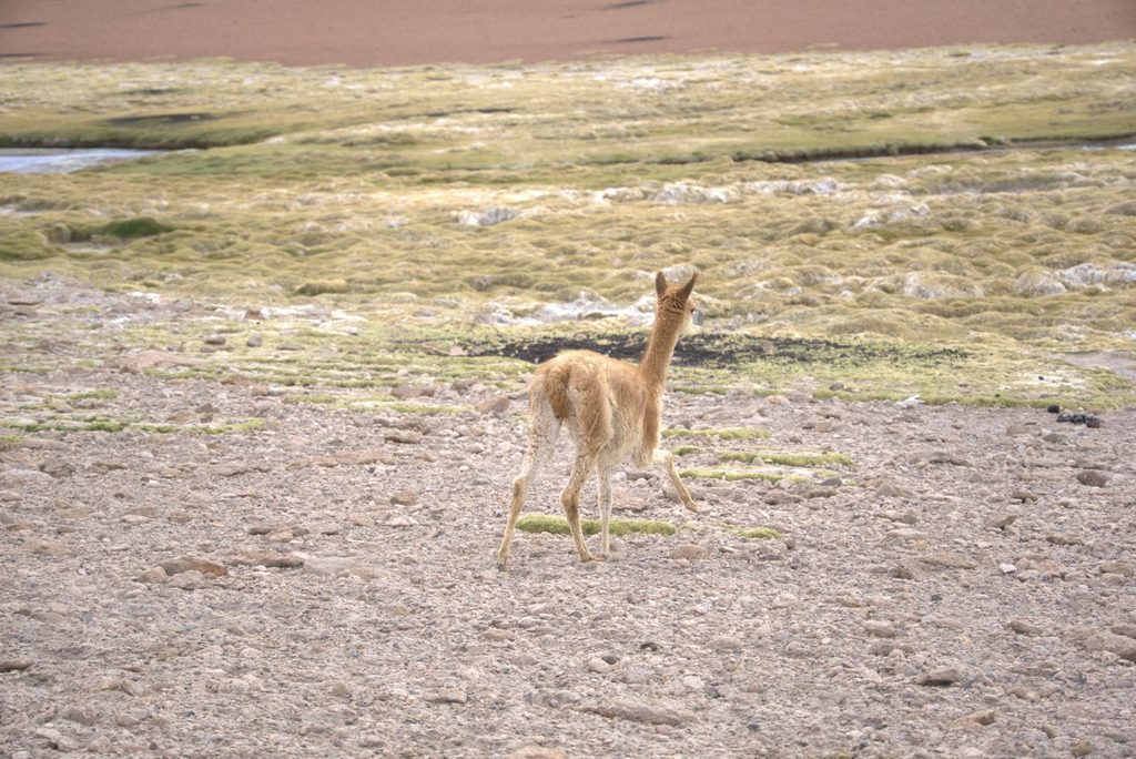 CENTRO DE RESCATE DE LA UA Y SAG REINSERTAN TRES ESPECIES SILVESTRES EN LA PRECORDILLERA DE ANTOFAGASTA Liberación de una vicuña juvenil y fauna silvestre en la precordillera de Antofagasta por el SAG y la Universidad de Antofagasta.