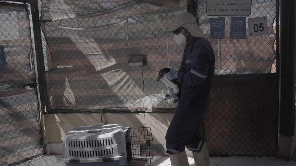 Medico veterinario examinando un pinguino de humboldt en el centro de rescate de la Universidad de Antofagasta