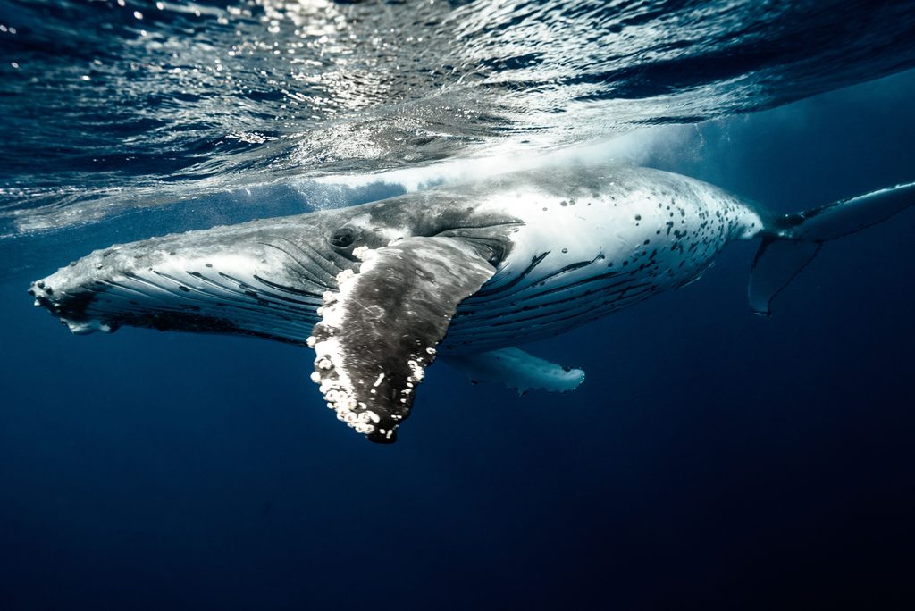Investigadores instalando un marcador satelital en una ballena jorobada en Rapa Nui
