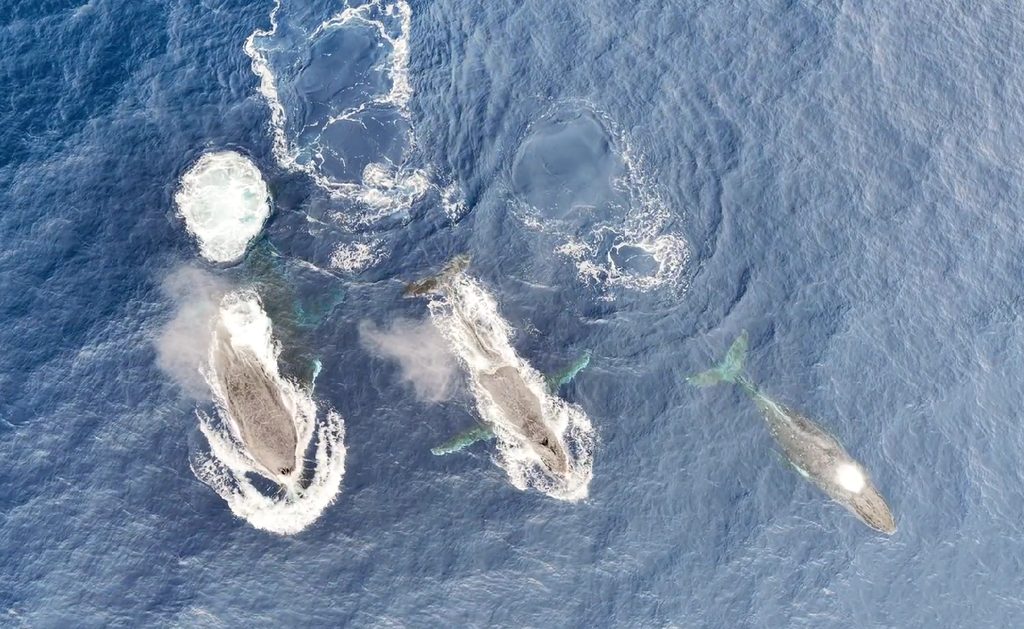 Investigadores instalando un marcador satelital en una ballena jorobada en Rapa Nui