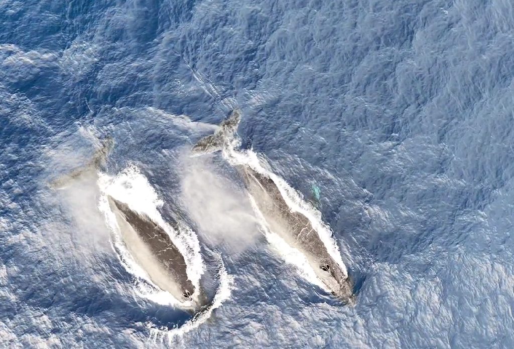 Investigadores instalando un marcador satelital en una ballena jorobada en Rapa Nui