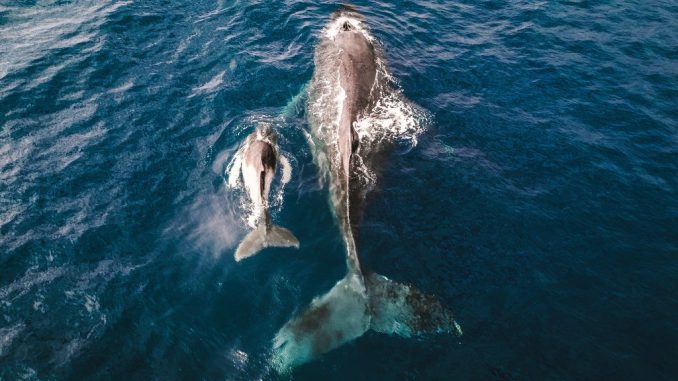 Investigadores instalando un marcador satelital en una ballena jorobada en Rapa Nui