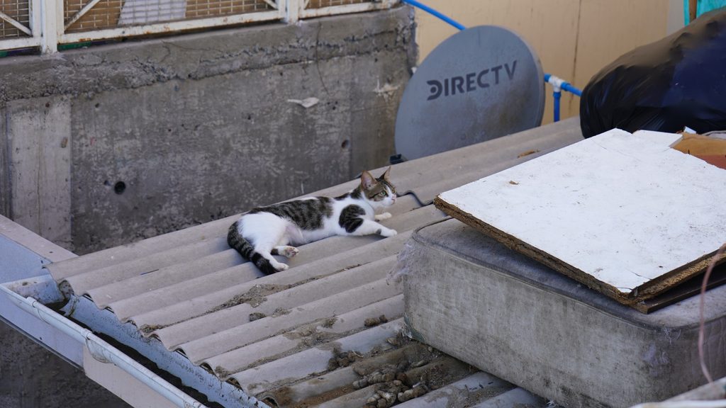 MUNICIPIO DE ANTOFAGASTA ACTIVA OPERATIVO DE RESGUARDO ANIMAL DURANTE EL DESALOJO DE VILLA EL SALAR Operativo de rescate y catastro de mascotas en la toma Villa El Salar por parte del municipio de Antofagasta