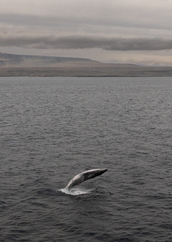 Ballena jorobada realizando un salto acrobatico en la Peninsula de Mejillones