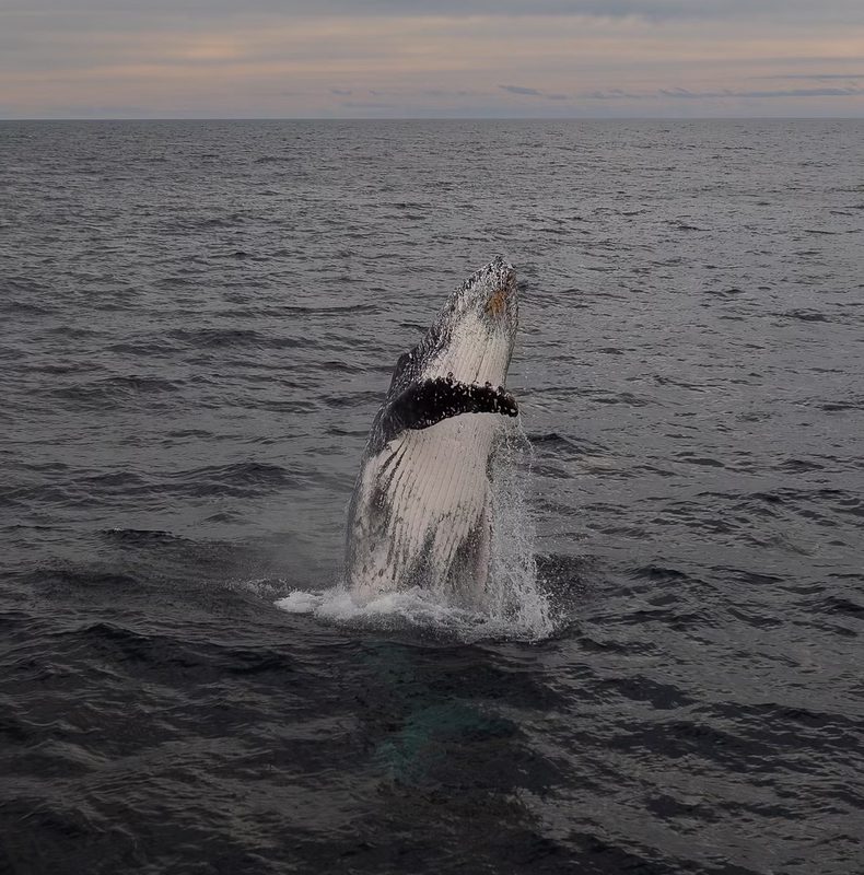 Ballena jorobada realizando un salto acrobatico en la Peninsula de Mejillones