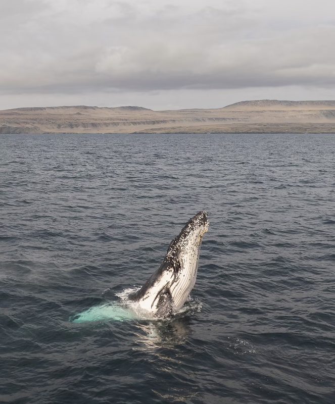 Ballena jorobada realizando un salto acrobatico en la Peninsula de Mejillones